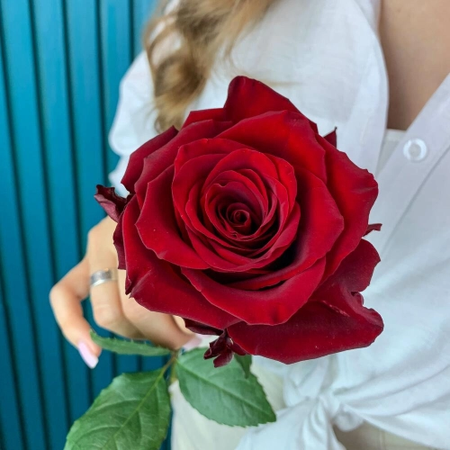 Комплимент из красной эквадорской розы – минимализм роскоши Багратионовск Калининградская область