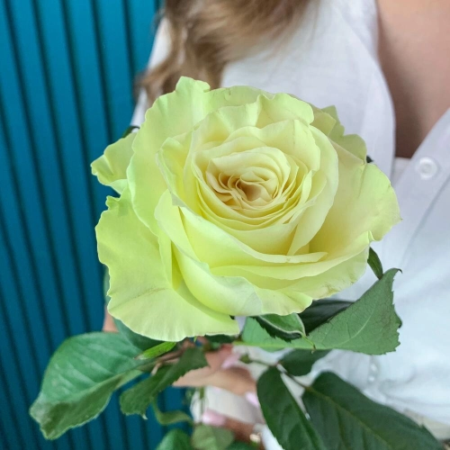 Комплимент из белой эквадорской розы – элегантность в каждом лепестке Багратионовск Калининградская область