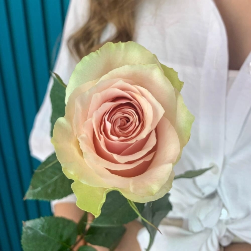 Комплимент из розовой эквадорской розы – минимализм роскоши Багратионовск Калининградская область