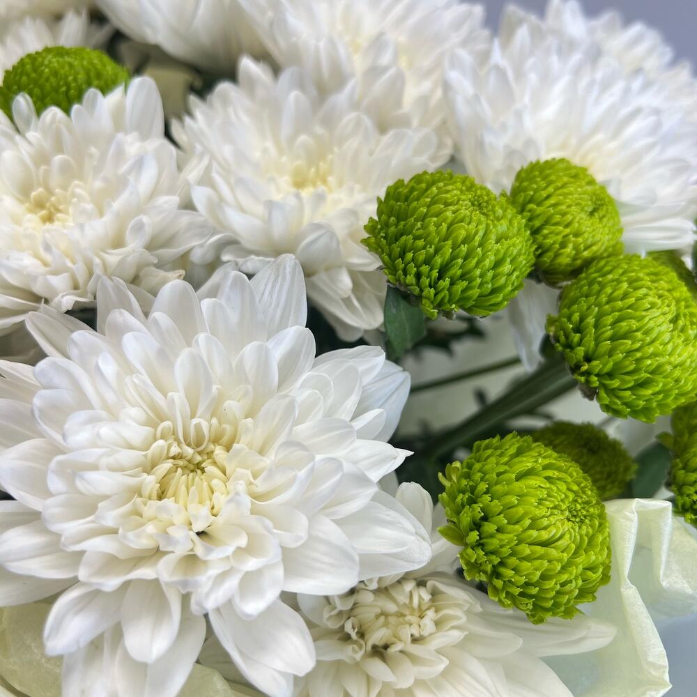 Эксклюзивный букет «Филин Грин» – сочетание белых и зеленых хризантем Багратионовск Калининградская область