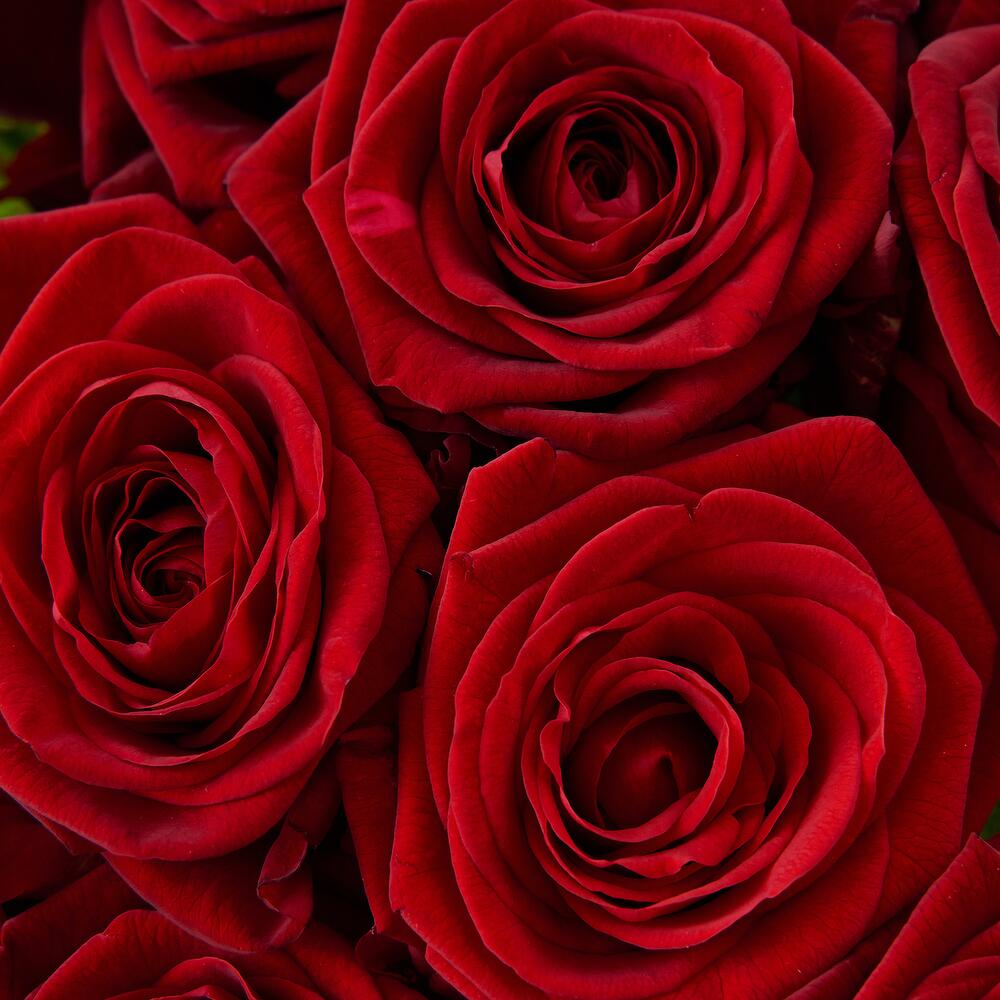 Роскошный букет из 21 красной розы – воплощение искренних чувств Багратионовск Калининградская область