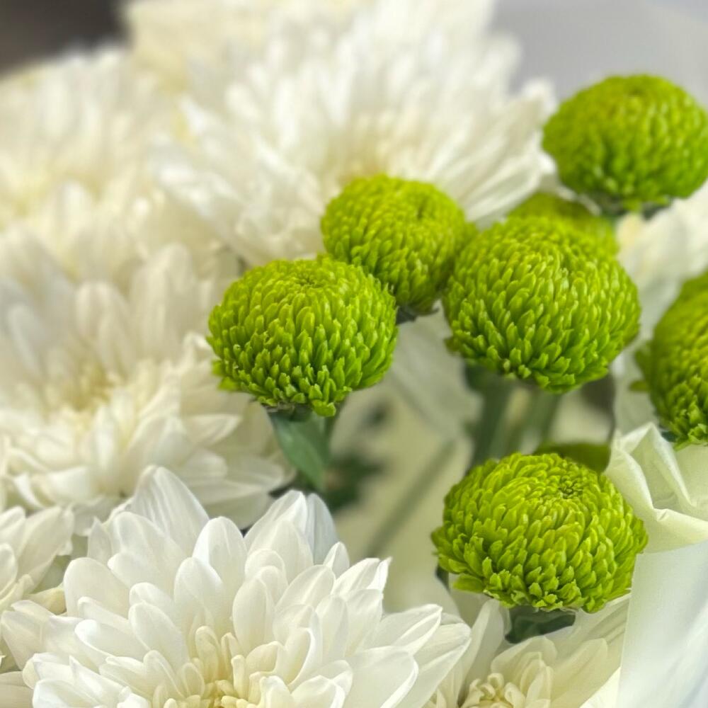 Эксклюзивный букет «Филин Грин» – сочетание белых и зеленых хризантем Багратионовск Калининградская область