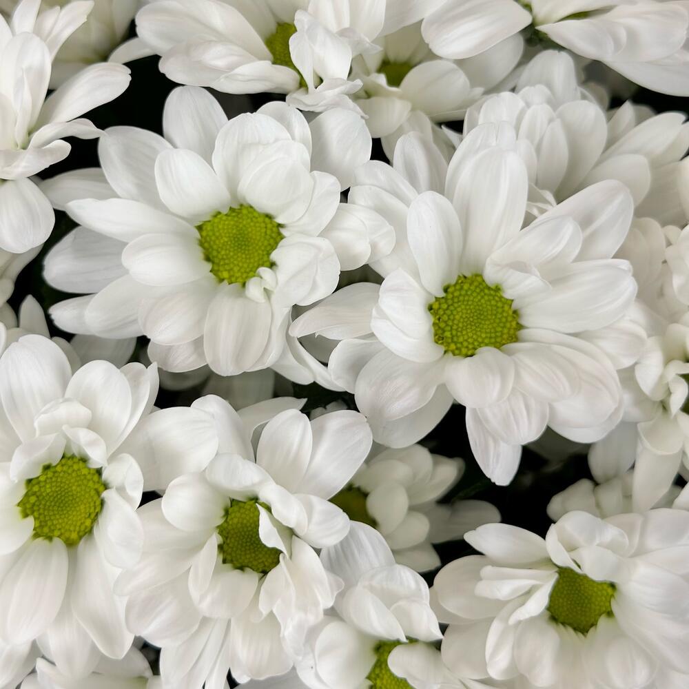 Букет «Мечты о лете» – свежесть белых хризантем Багратионовск Калининградская область