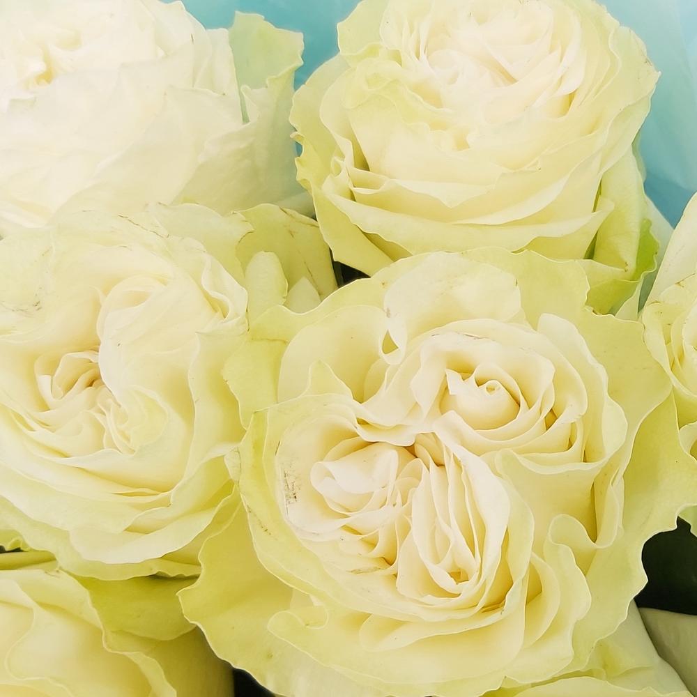 Букет «Кружевное облачко» – 11 белоснежных роз в нежной упаковке Багратионовск Калининградская область