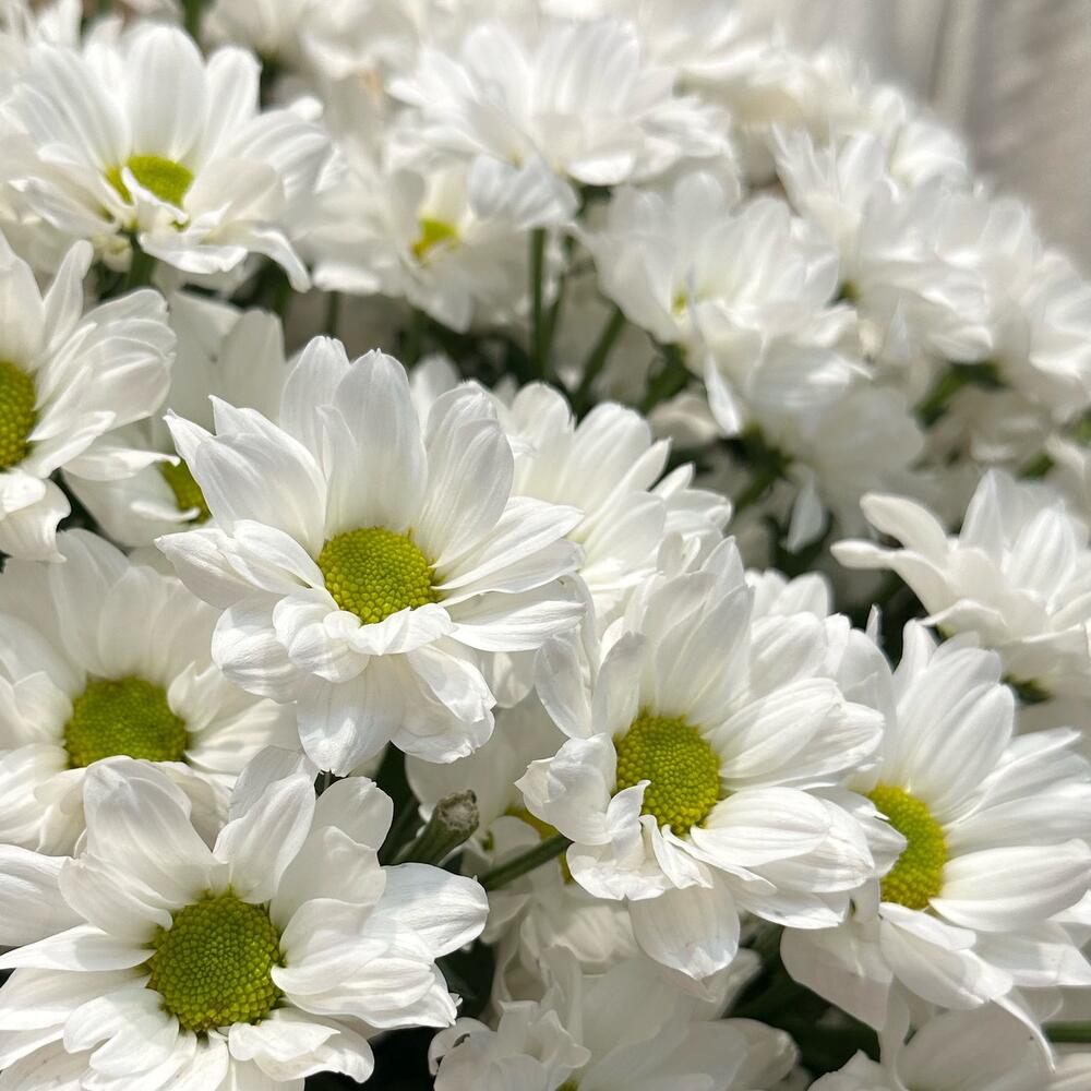 Букет «Летняя свежесть» – дыхание лета в белых хризантемах Багратионовск Калининградская область
