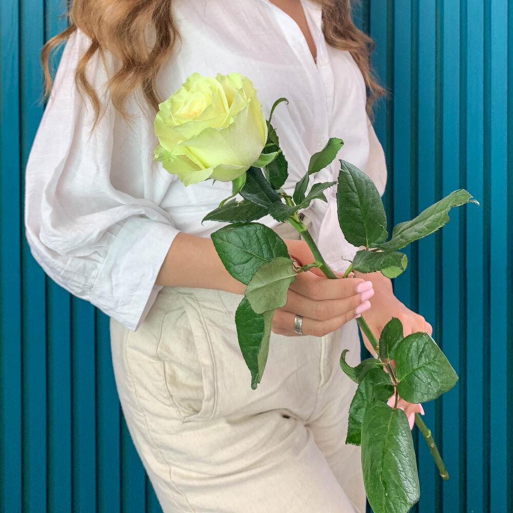 Комплимент из белой эквадорской розы – элегантность в каждом лепестке Багратионовск Калининградская область