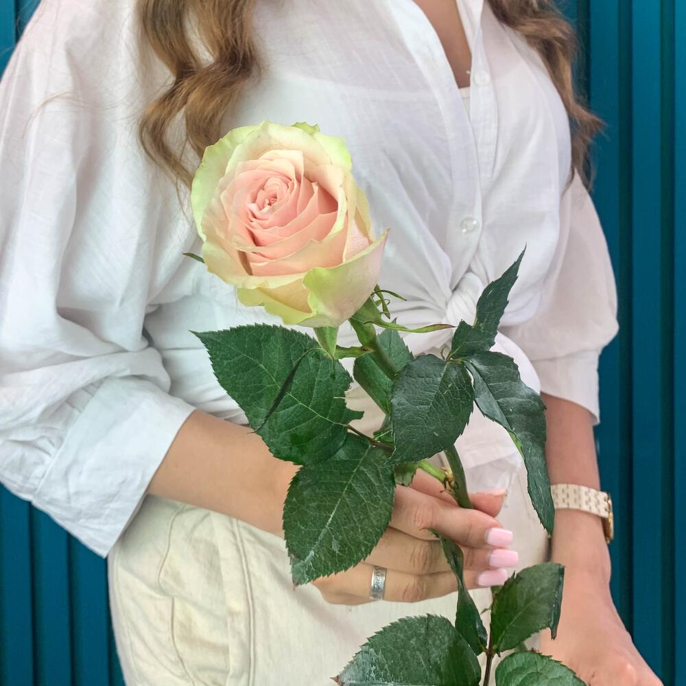 Комплимент из розовой эквадорской розы – минимализм роскоши Багратионовск Калининградская область