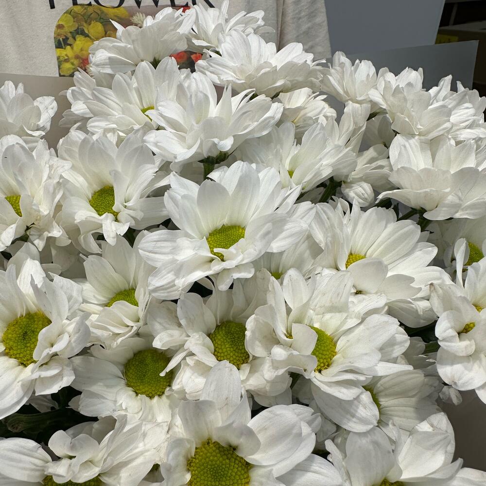 Букет «Летнее настроение» – свежесть белых хризантем Багратионовск Калининградская область